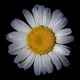 Dirty Daisy_01686